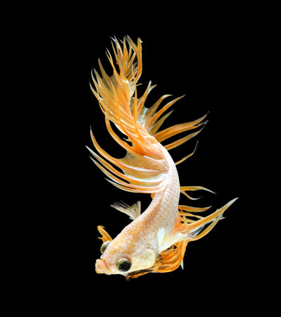 Betta fish, siamese fighting fish, betta splendens (Crown Tail) isolated on black backgroundの写真素材