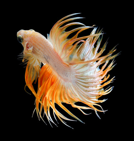 Betta fish, siamese fighting fish, betta splendens (Crown Tail) isolated on black backgroundの写真素材