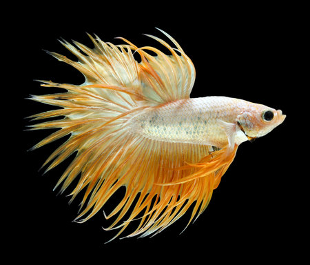 Betta fish, siamese fighting fish, betta splendens (Crown Tail) isolated on black backgroundの写真素材