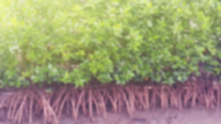 mangrove root in wetland blurred background conceptの写真素材