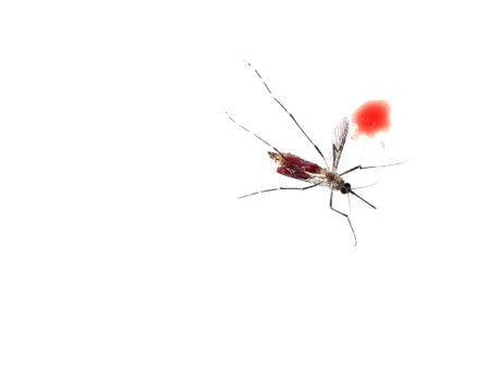 Mosquito isolated on white backgroundの写真素材