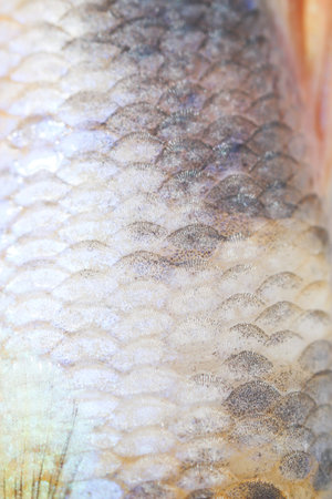 Close-up on a fish skin - Siamese fighting fishの写真素材
