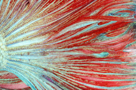 Texture of tail siamese fighting fish, betta splendensの写真素材