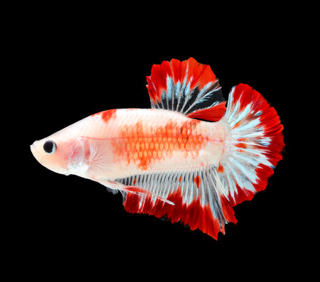 Betta fish, siamese fighting fish, betta splendens isolated on black backgroundの写真素材