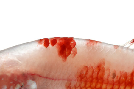 Close-up on a fish skin - Siamese fighting fishの写真素材