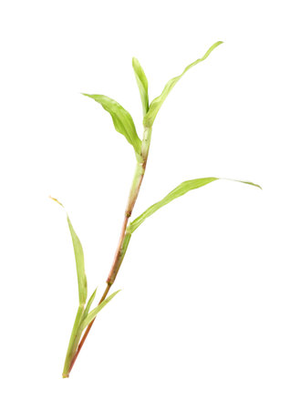 blades of grass isolate on white backgroundの写真素材