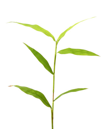 blades of grass isolate on white backgroundの写真素材
