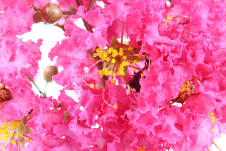 crepe myrtle flowersの写真素材