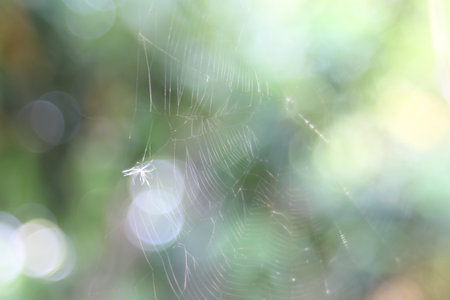 Natural blurred background.の写真素材