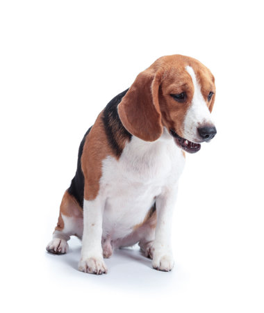 beagle dog isolated on white backgroundの写真素材