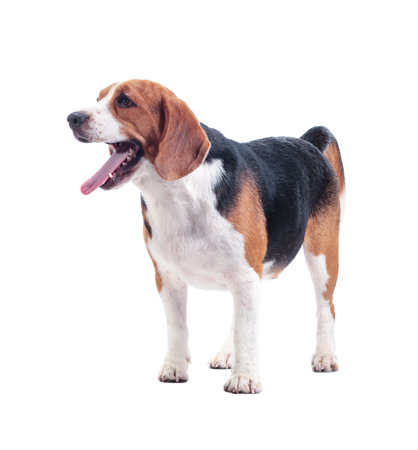 beagle dog isolated on white backgroundの写真素材