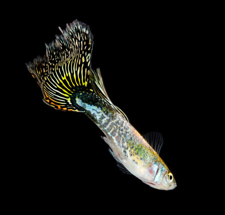 Guppy fish isolated on black background (Poecilia reticulata)の写真素材