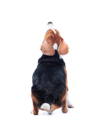 beagle dog isolated on white backgroundの写真素材
