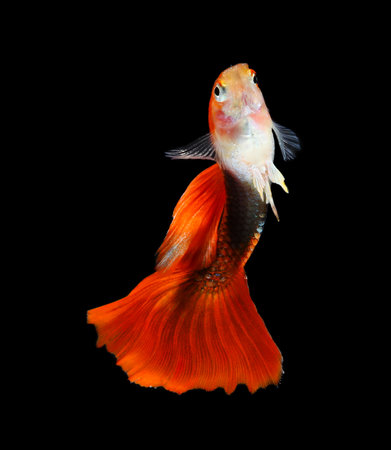 Guppy fish isolated on black background (Poecilia reticulata)の写真素材
