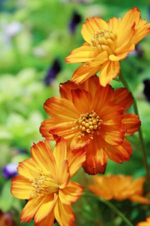 flowerの写真素材