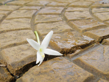 flower on the roadの写真素材