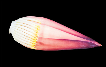 banana blossomの写真素材