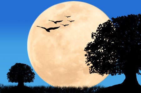 beautiful night full moon at wild and eagle fly on blue skyの写真素材