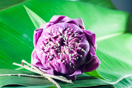 pink lotus flower on banana leaf
