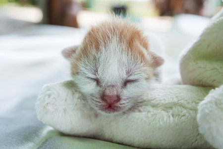 baby orange catの写真素材