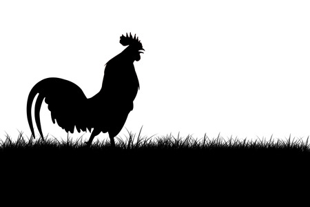 silhouette of Roosters crow on the lawnの写真素材