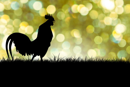 silhouette of Roosters crow on the lawn on boken green backgroundの写真素材