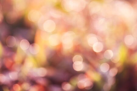 bokeh blurry natural abstract violate  backgroundの写真素材