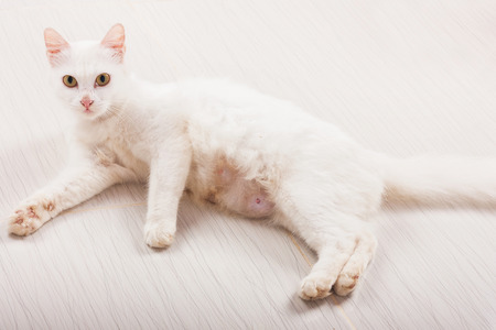 cute white cat lying on the groundの写真素材
