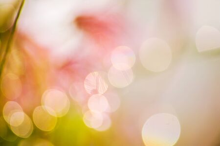 bokeh blurry natural abstract  background