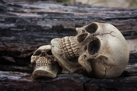 still life of skull human on timberの写真素材