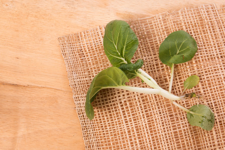 green bok choy vegetable in besketの写真素材