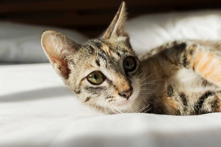 Cute cat lying on the bed