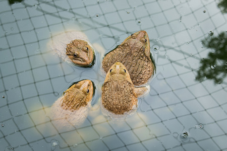 frog in farmの写真素材