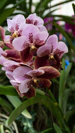Beauty Color Orchid Flower Blooming