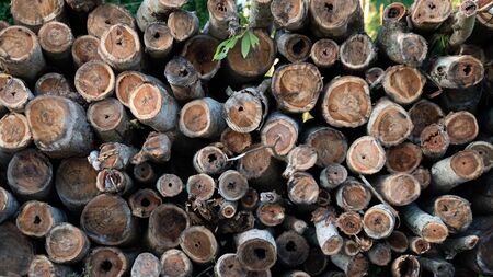 Cross section of the timberの写真素材