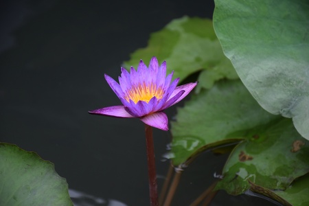 Purple lotus blooming in the marshの写真素材