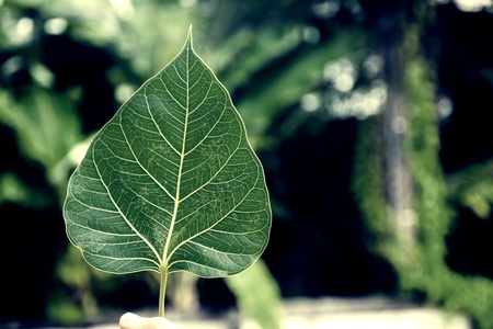 Sacred fig leaves in nature, Sacred fig is an important tree of Buddhism and Brahmin.の素材