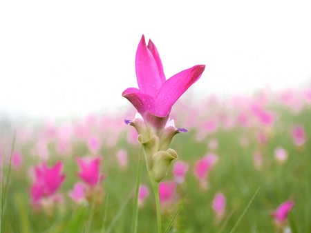 Pink flower field, siam tulip at Chaiyaphum, Thailand, Chaiyaphum Flower Field, The flowers bloom in the rainy season of Thailand.の素材