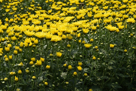 Colorful Chrysanthemum blooming in the garden, backgroundの写真素材