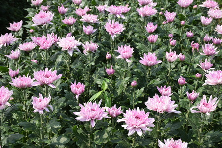 Colorful Chrysanthemum blooming in the garden, backgroundの写真素材