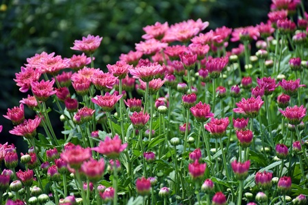 Colorful Chrysanthemum blooming in the garden, backgroundの写真素材