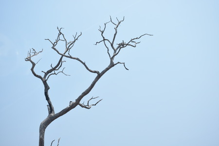 autumn ,Big leafless trees standing lonely in a vast world.