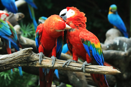 Two macaws parrots are cleaning their hairs for each other.の写真素材