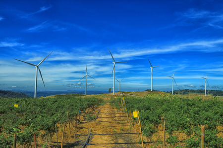 Mountain windmill and beautiful chilli farm in Thailand.の写真素材