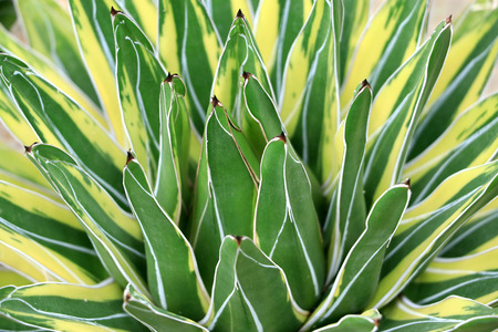 Agave victora-reginae Cactus is a hot plant.の写真素材