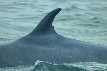 Whales are very large.の写真素材