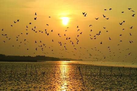 Morning sun And many seagulls are flying for food,in thailandの写真素材