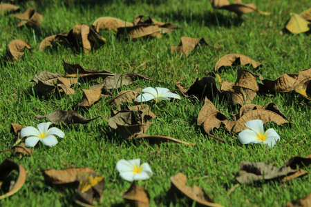 Leaves and flowers fall  in the park.の写真素材