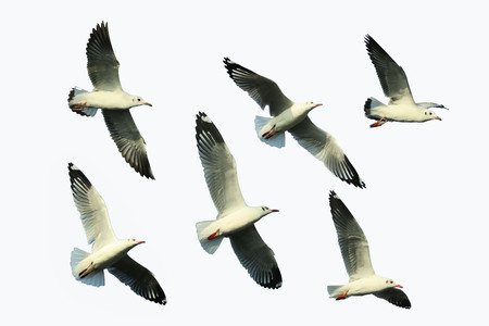 Seagulls fly beautifully in flocks against a white background.の写真素材