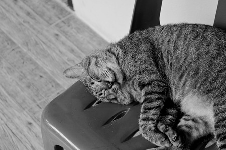 Cat sleep on the chairの写真素材